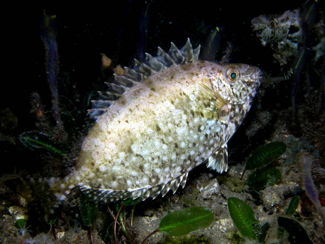 Siganus nebulosus